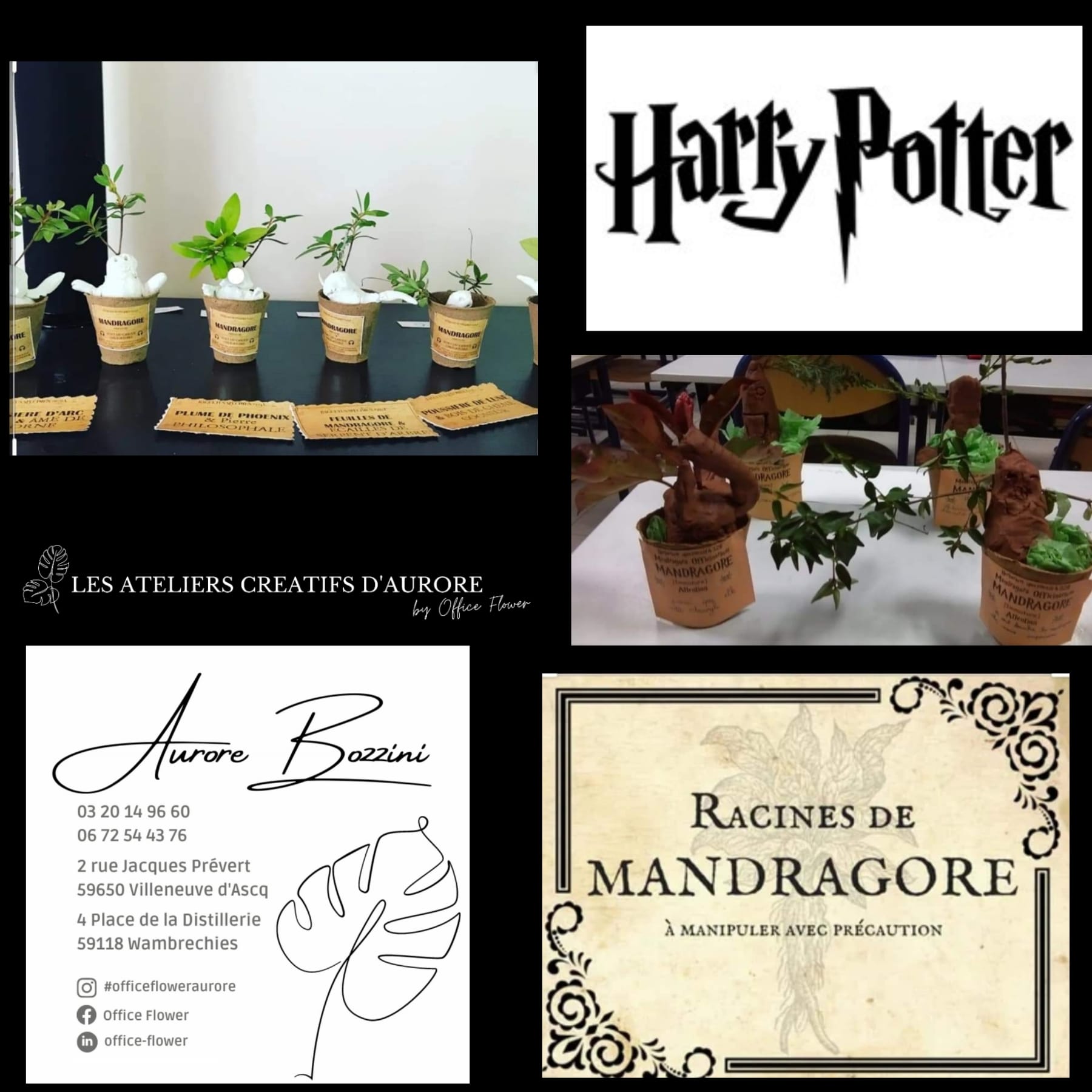 Harry Potter Mandragore enfants 6 à 14 ans